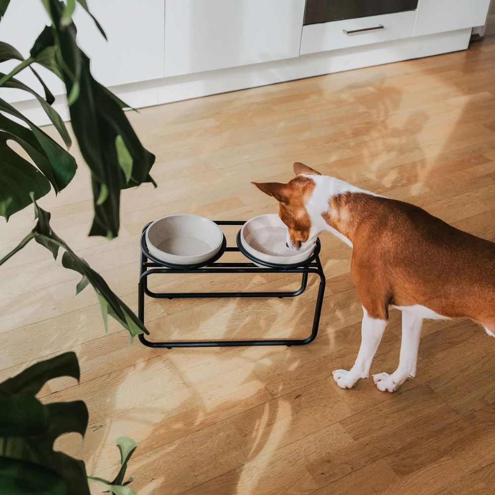 District 70 Butler Food Bowl Stand for Dogs/ Black/ Medium