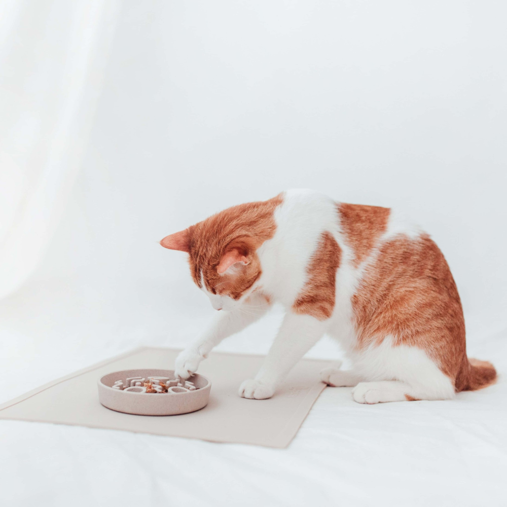 District 70 Serve Placemat/ Merengue