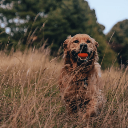Beco Fetch Ball/ Orange