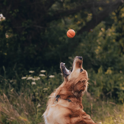Beco Fetch Ball/ Orange
