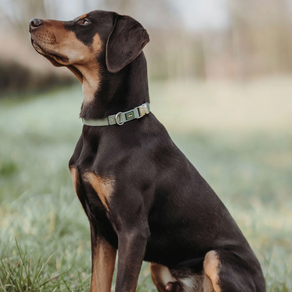 Hunter Inari Alu-strong Collar/ Pastel Green/ Extra Large