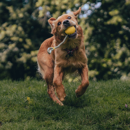 Beco Slinger Ball/ Yellow