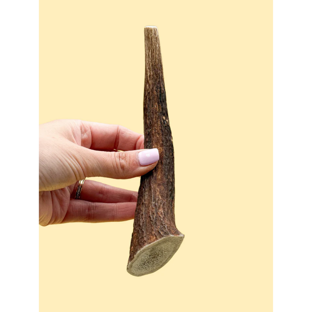 Wild Antler Red Deer Antler M 50-80gr
