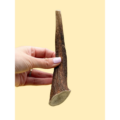 Wild Antler Red Deer Antler M 50-80gr