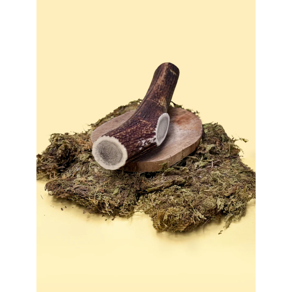Wild Antler Red Deer Antler M 50-80gr